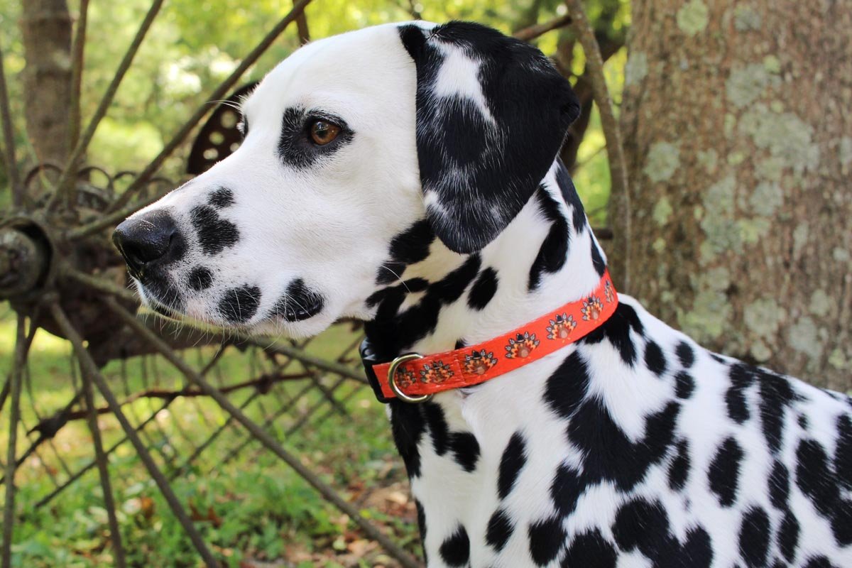 Fall Dog Collars - 5 - Limeloot