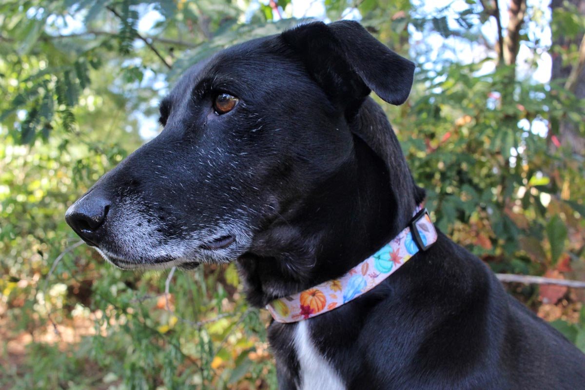 Fall Dog Collars - 4 - Limeloot