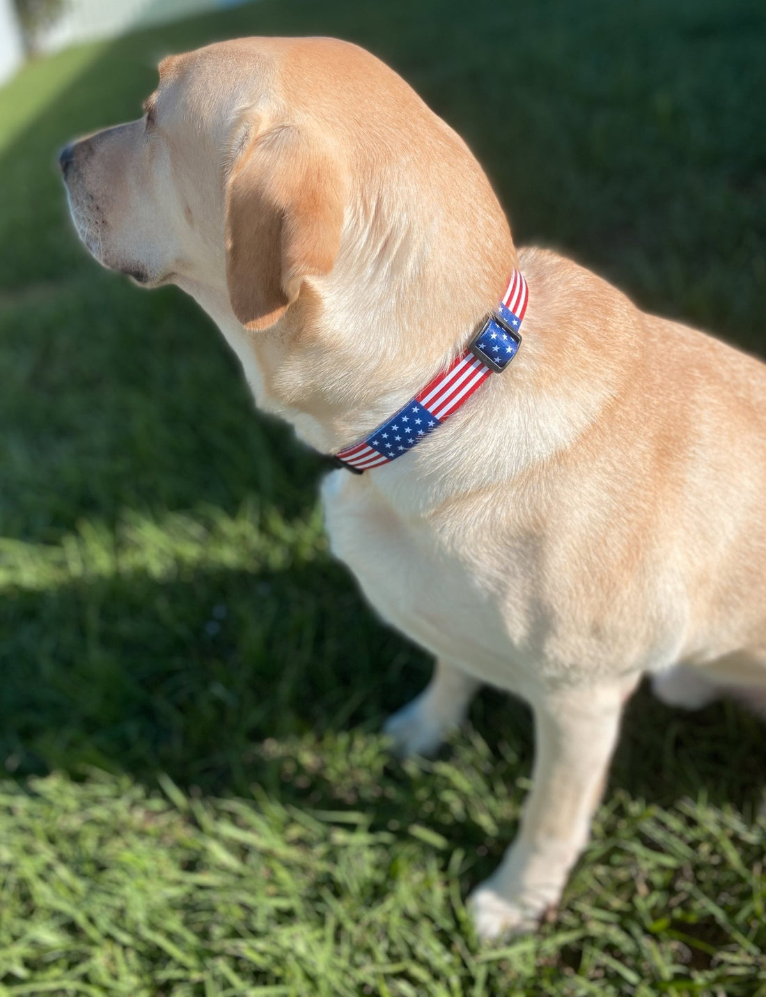 How to Measure your Dog for Collars - Limeloot