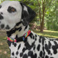 Halloween Dog Collars