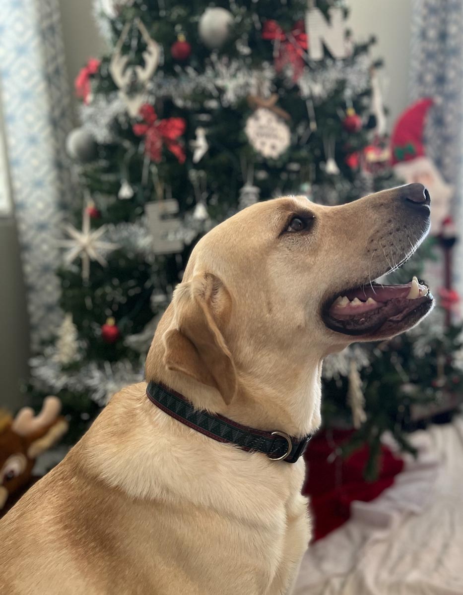 Christmas Dog Collars